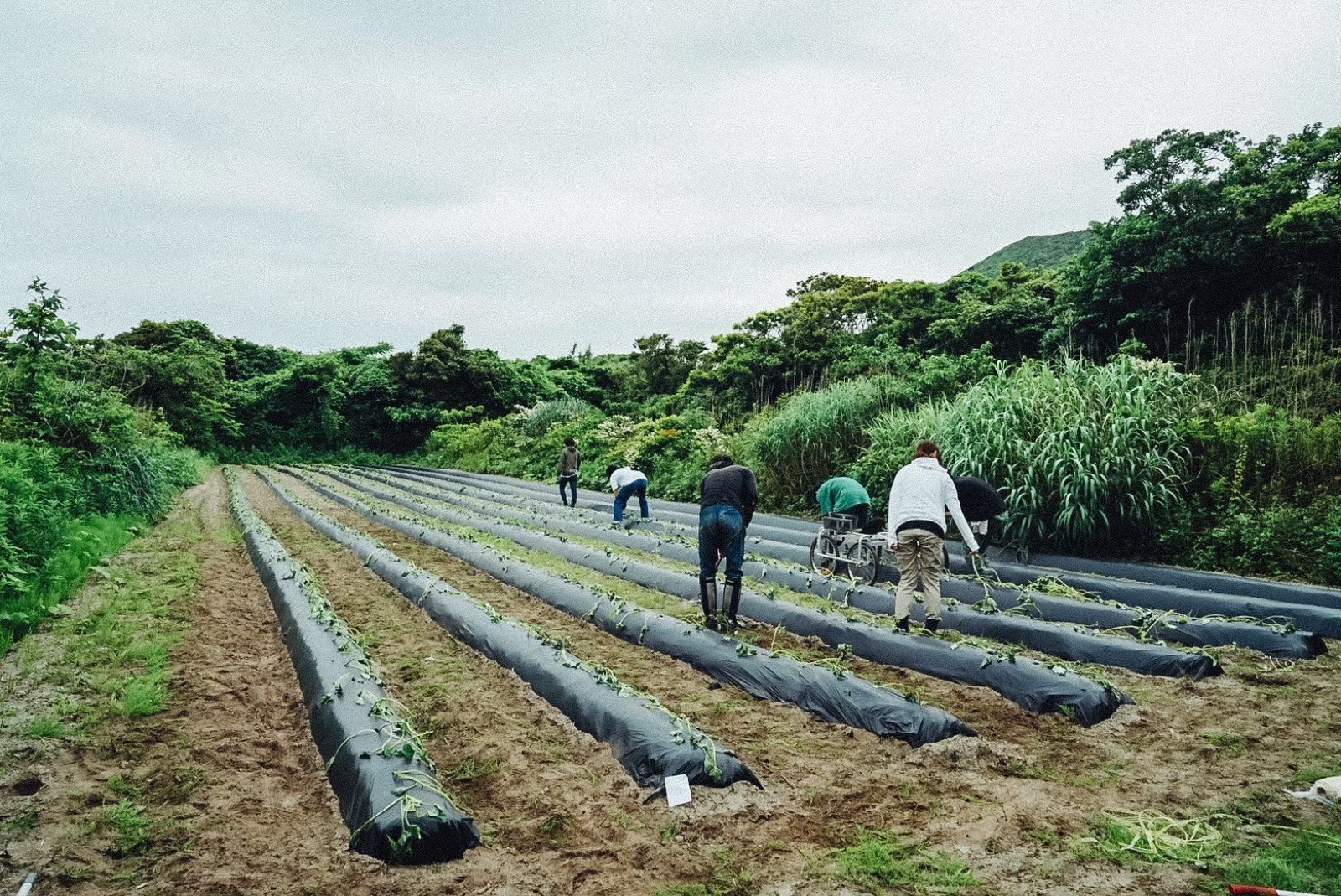 緑に囲まれた島の畑での農作業
